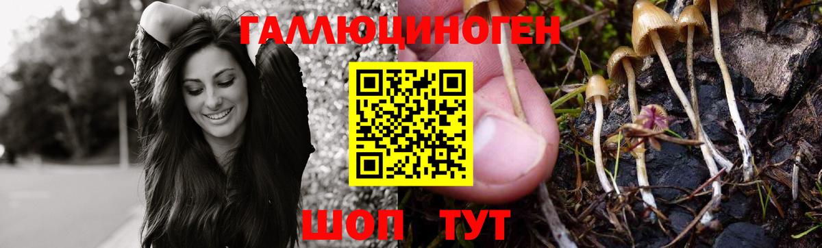 Псилоцибиновые грибы Psilocybe Тверь